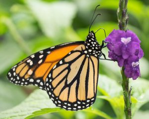 A monarch butterfly shows its orange and black wings while landed on a purple flower.