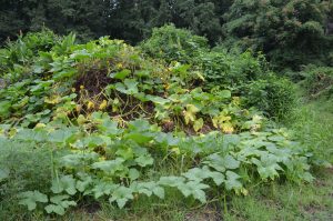 pumpkin patch in the compost