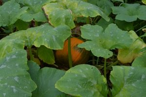 pumpkin growing in the compost