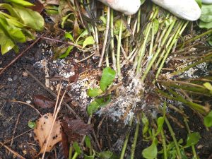 Southern Blight