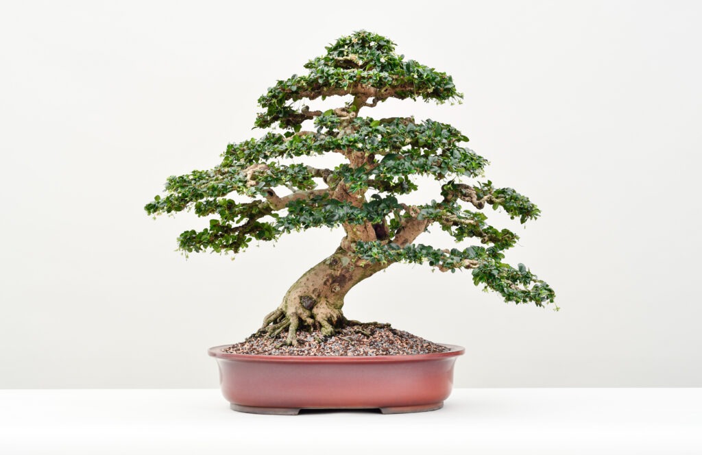 Bonsai Take Flight Ancient Traditions Come Alive Lewis Ginter