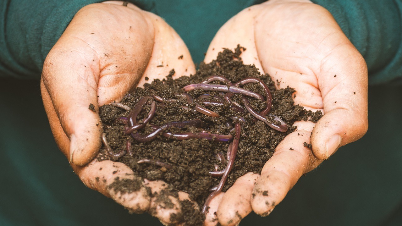 Composting: Decomposition and Making Room for Growth