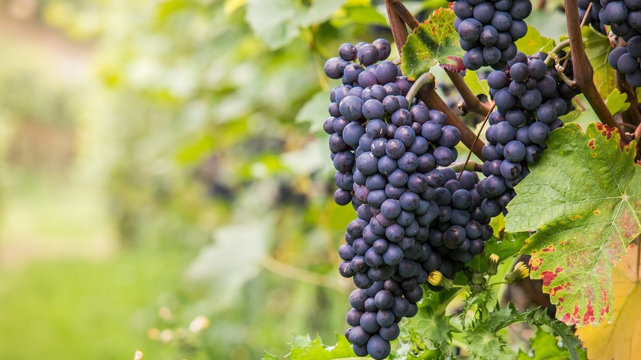 Vine to Glass: Up and Coming Virginia Varietals