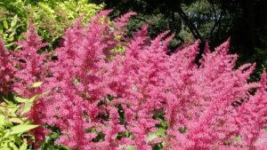 Garden through the year with peggy singlemann: Summer flowering perennials