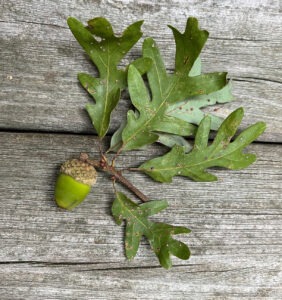 Acorn and leaves of an oak tree