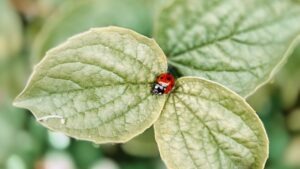 Garde through the year with peggy singlemann - integrated pest management