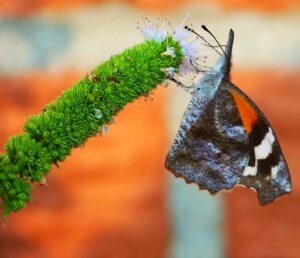 American Snout butterfly