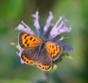 American Copper butterfly 