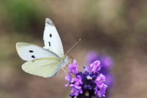 Cabbage white, Pieris rapae