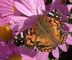 American Lady butterfly can be attracted by native plants in a native Virginia butterfly garden