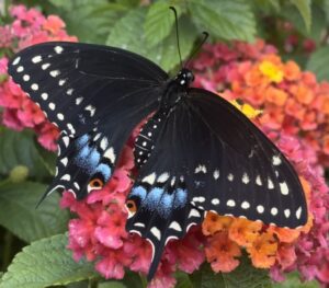 Black swallowtails are beautiful to see in a native Virginia butterfly garden