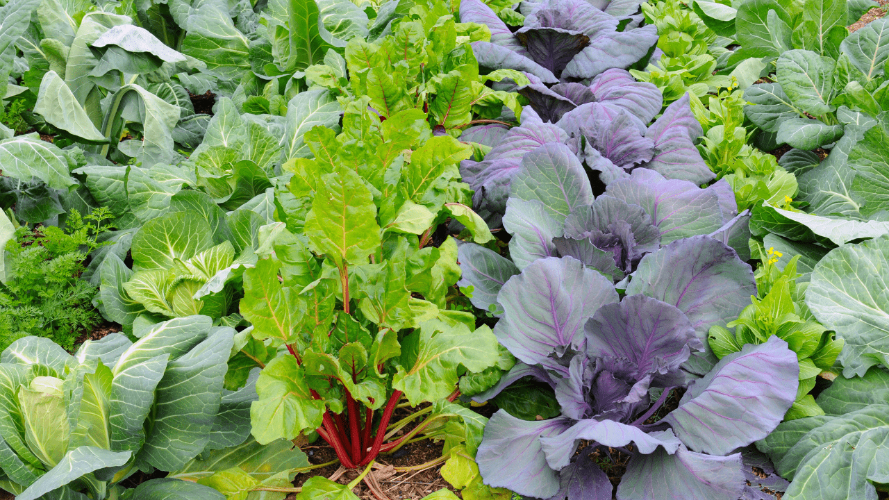 Plant it Now: Fall Vegetable Gardening