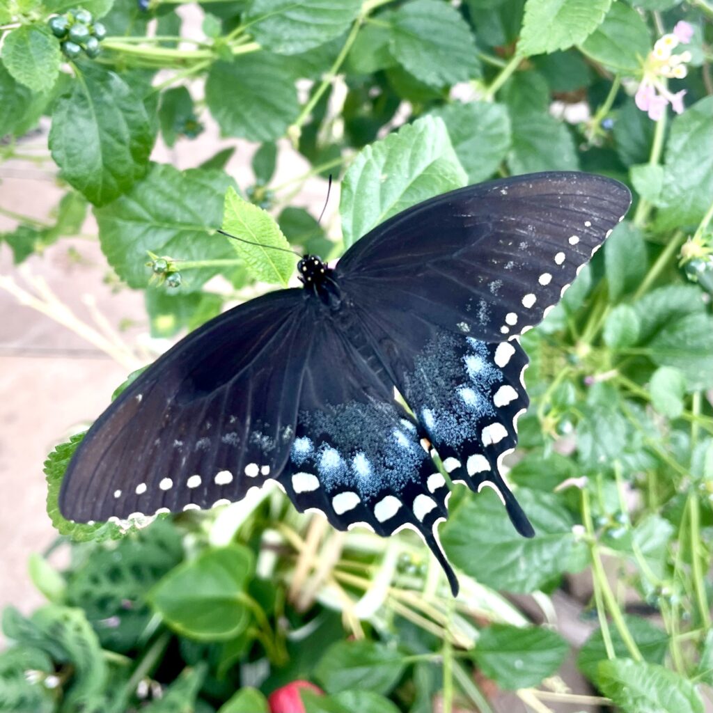 Spicebush swallowtail on a flower.