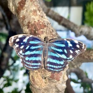 Mexican Bluewing butterfly (Myscelia ethusa) basking on a tree.