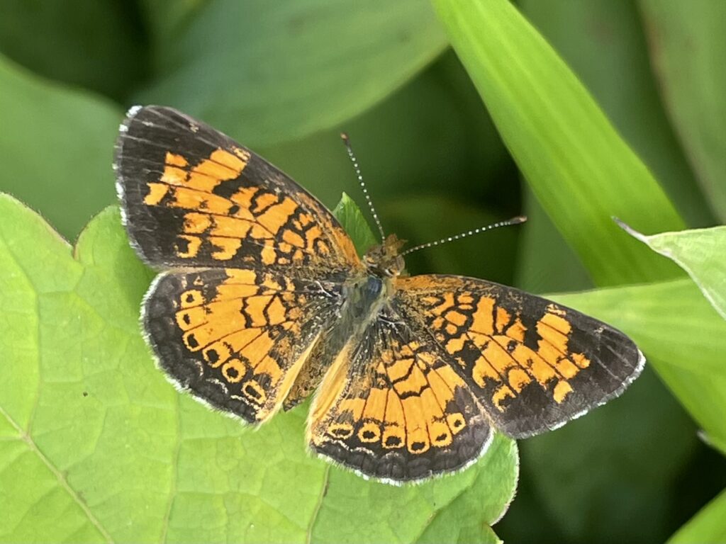 Light orange and brown small butterfly rests on a leaf.