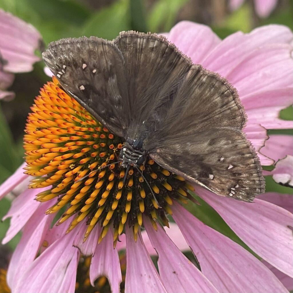 brown butterfly on purple coneflower.