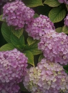 Hydrangea Walk and Talk