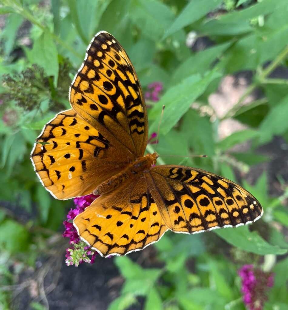 Orange and brown Great Spangled Fritillary butterfly against a background of green leaves.