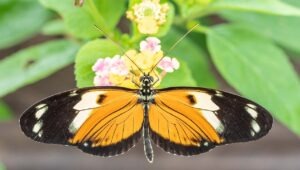 Pollinators Family-Friendly Talk and Tour