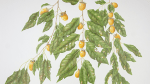 American Persimmon Diospyros virginiana, rendered in colored pencil by Judy Thomas