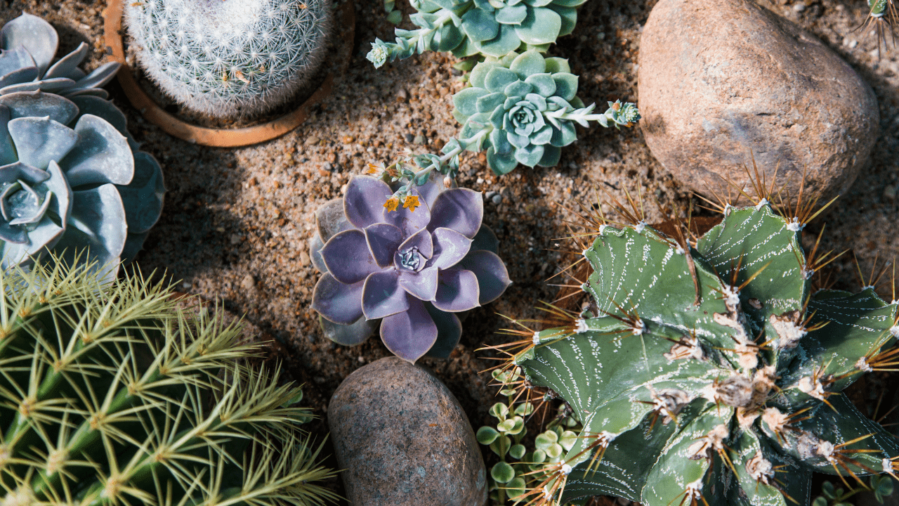 Cacti and Succulent Planters 2