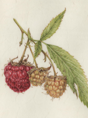 Raspberries II Denise Walser-Kolar