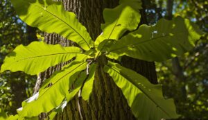 Hidden Life of Trees Tour