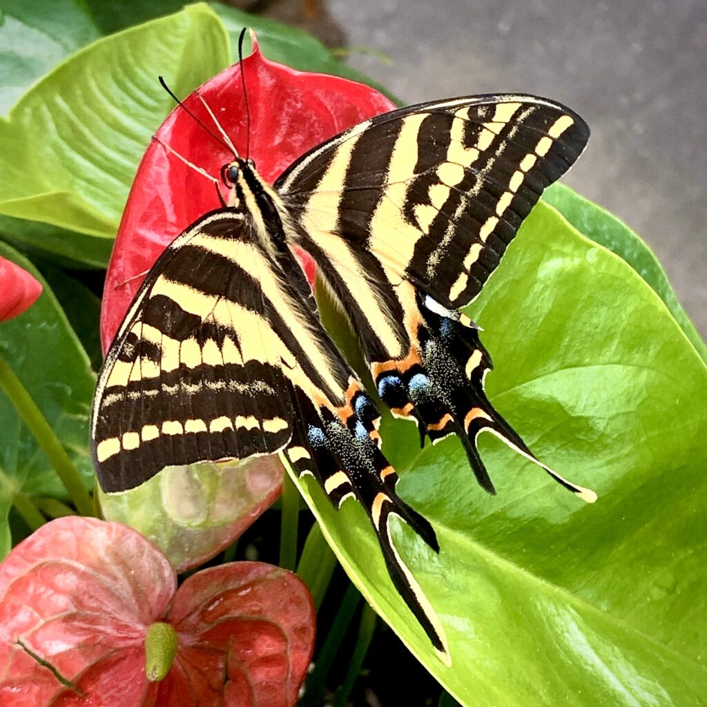Three-tailed swallowtail butterfly (Papilio pilumnus) sitting on a red flower. It is a yellow and black striped butterfly with blue and red markings.