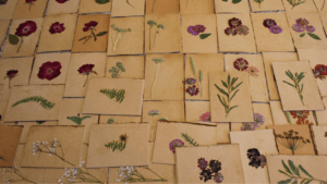 Pressed Flower Notecards
