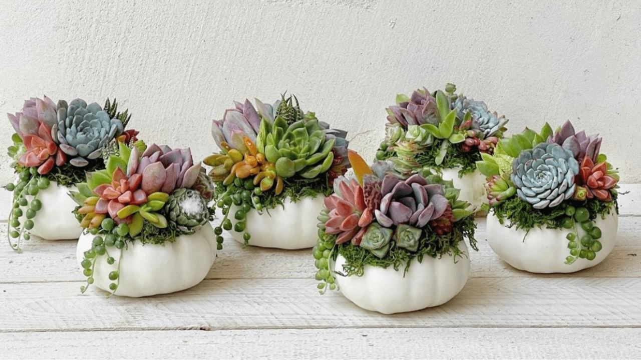 Punkulent Living Succulent Arrangement