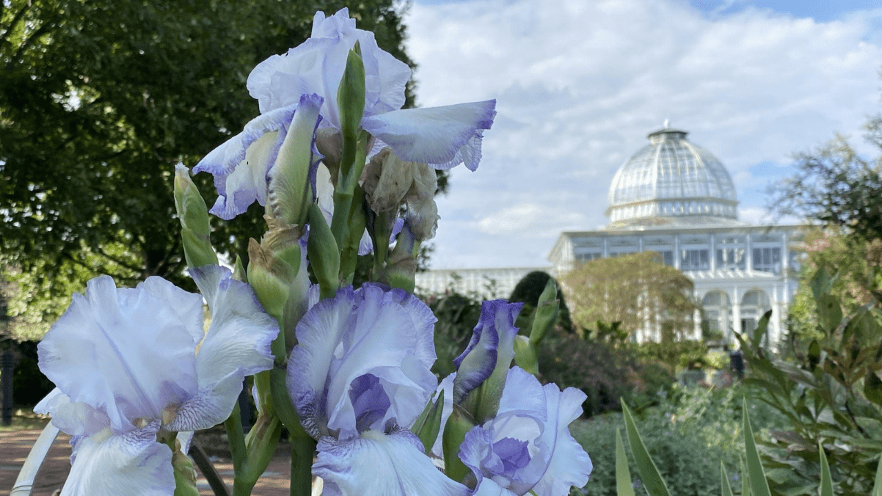 Reblooming Bearded Irises 1