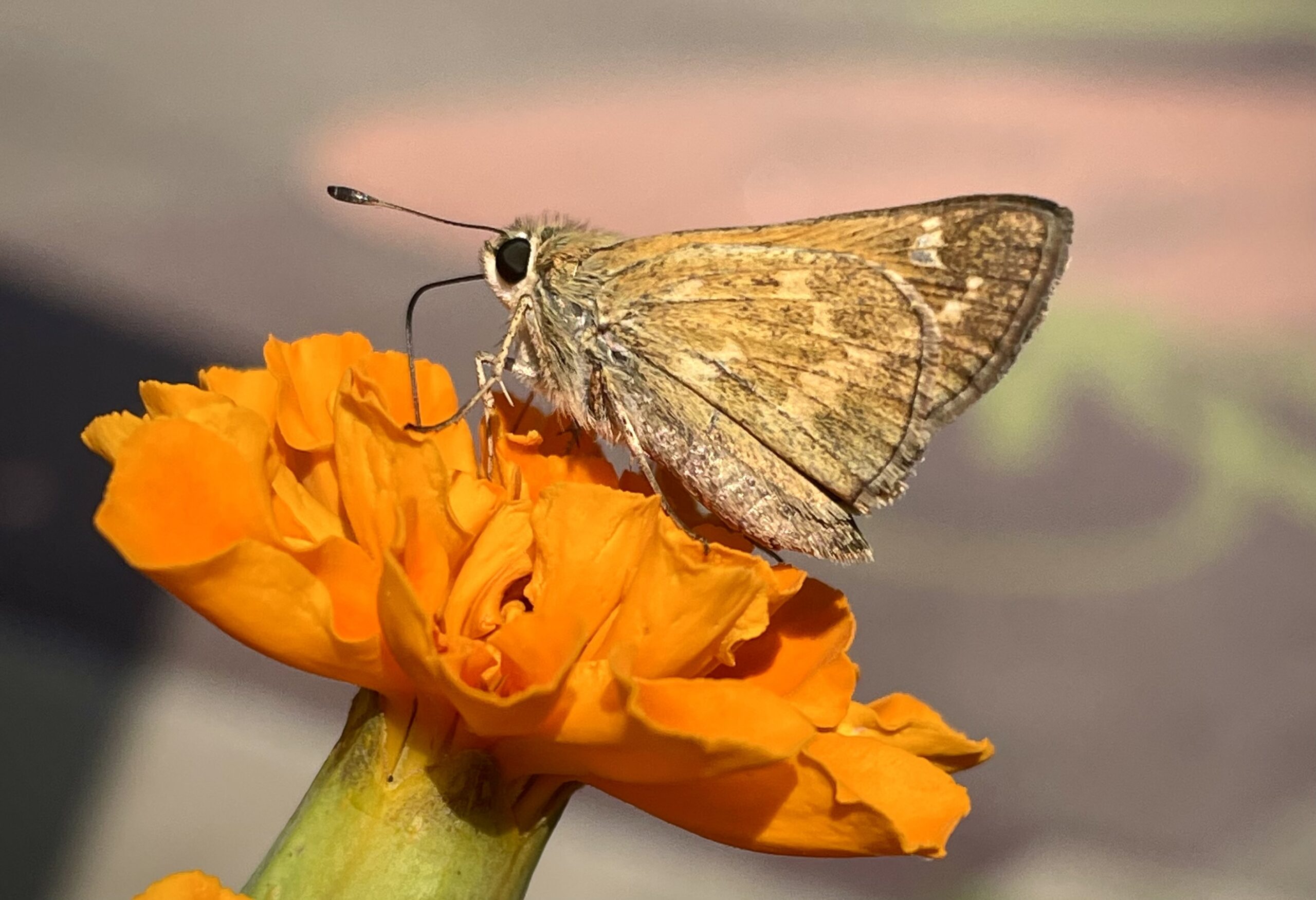native butterflies: this skipper butterfly is feeding from a marigold flower!