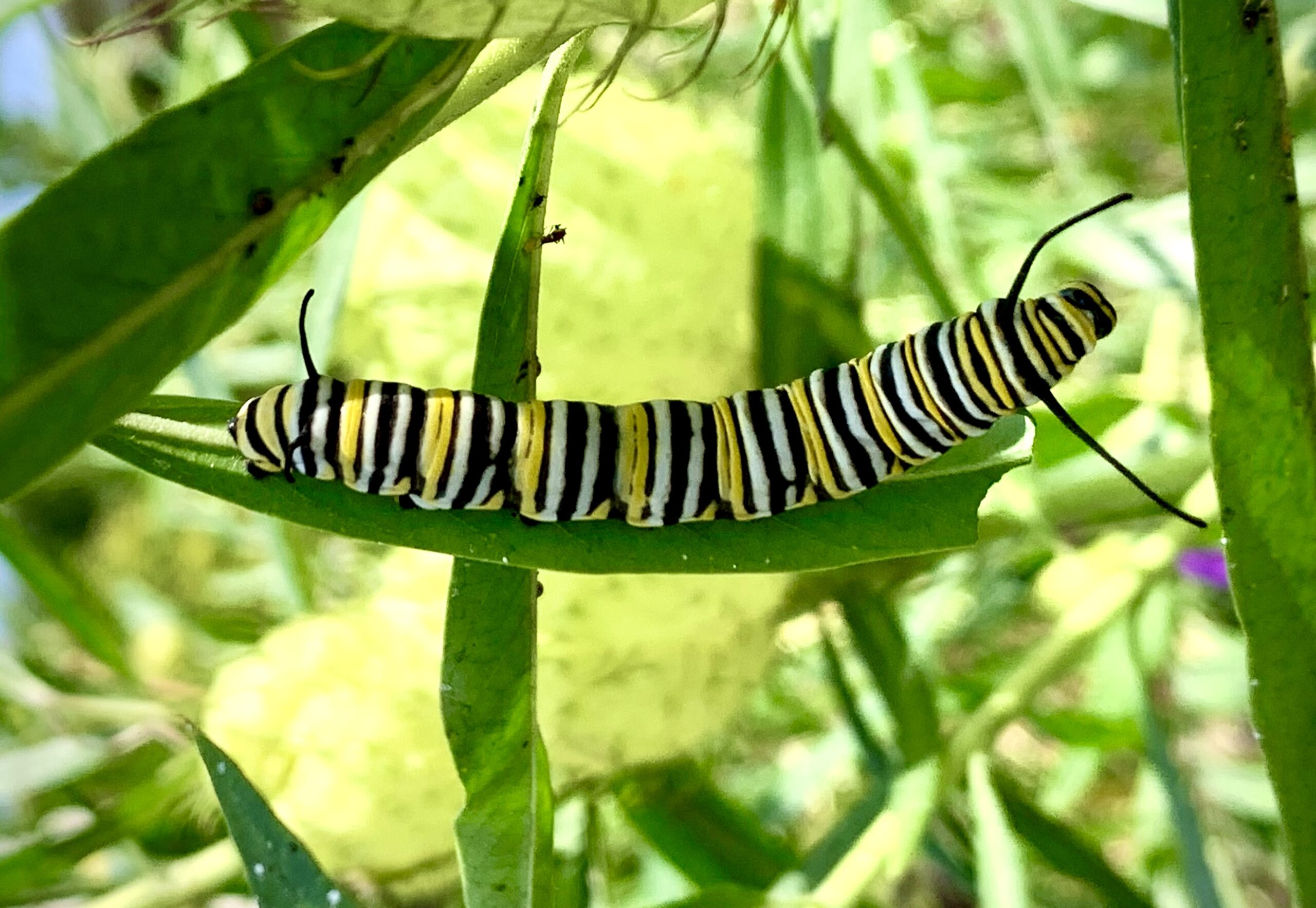 Monarch caterpillar feeding on milkweed plant. Milkweed is a host plant for multiple native butterflies to the United States and also supplies nectar to adults.
