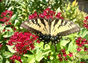 Yellow and black Eastern tiger swallowtail butterfly feeds from red flowers. Native butterflies like the Eastern tiger swallowtail love flower nectar!