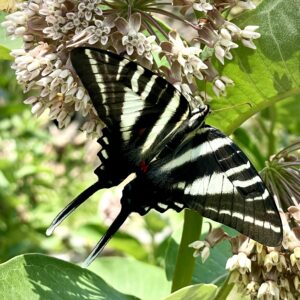 Black and white striped zebra swallowtail butterfly (Eurytides marcellus) feeds from a light pink flower. Native butterflies of Virginia.