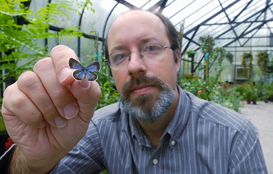 Dr. Jaret Daniels holding a small blue pinned butterfly specimen.