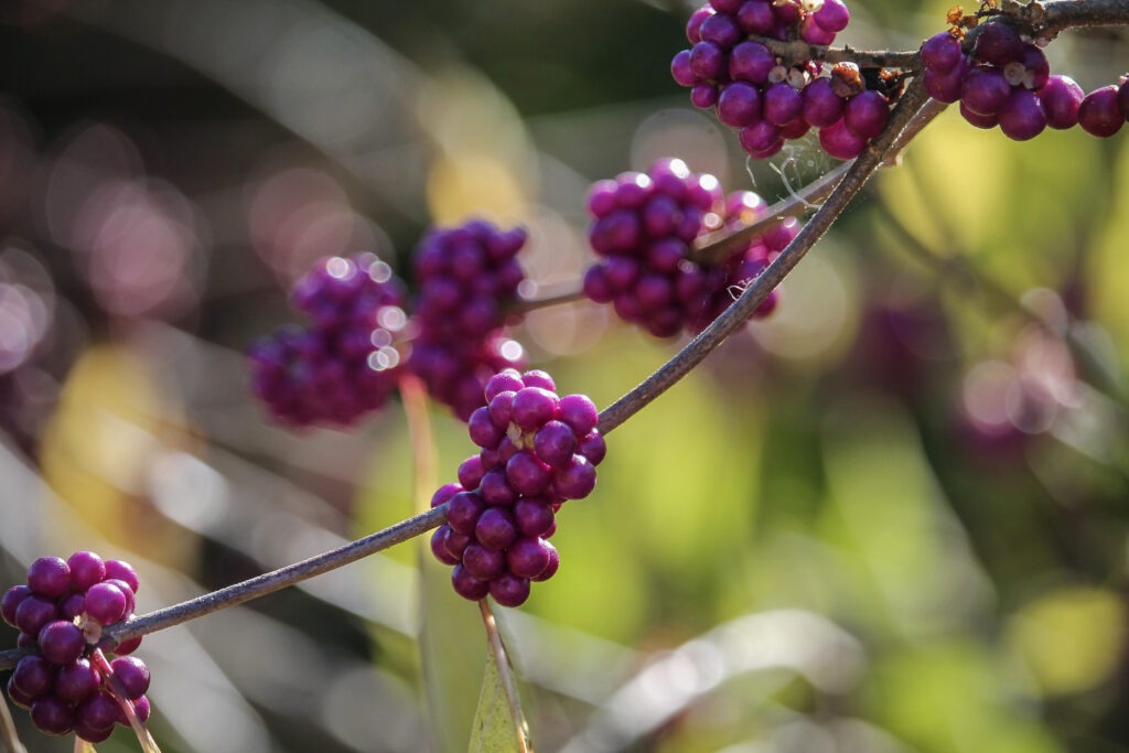 American Beautyberry by Meredith Orne