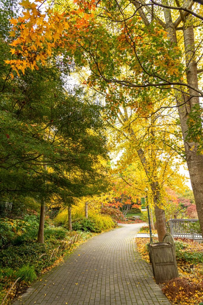 A path at Lewis Ginter Botanical Garden lined with fall foliage.