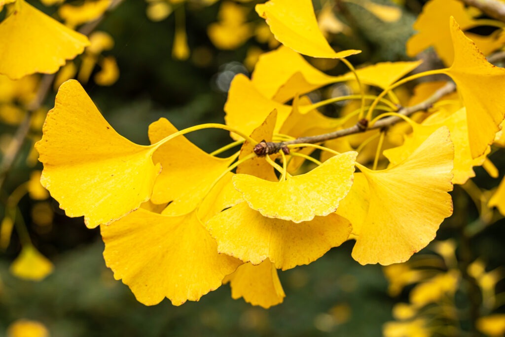 Ginko leaves in fall. photo by Tom Hennessy.