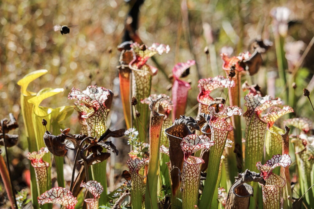 Native Pitcher Plant by Meredith Orne