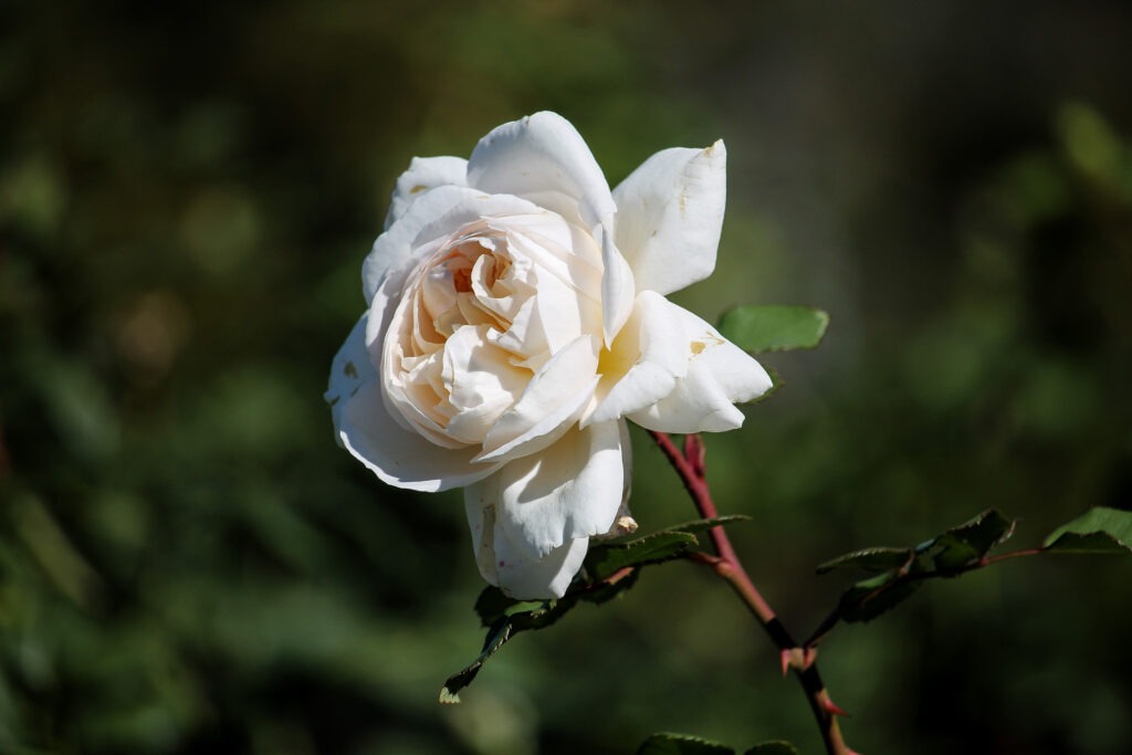 A white rose at Lewis Ginter Botanical Garden
