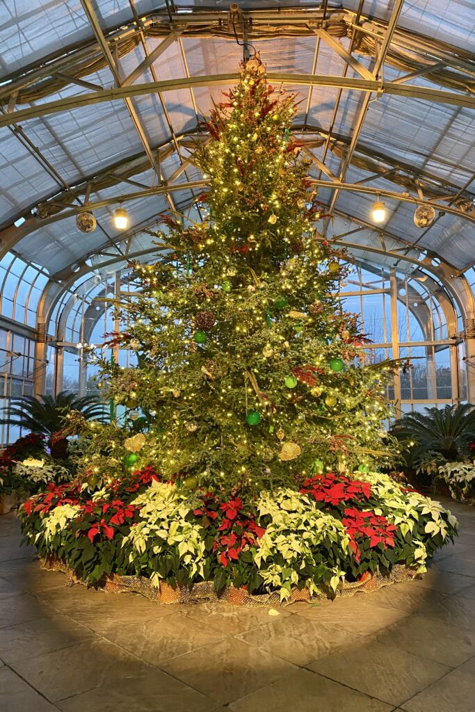 The Fraser Fir in the Conservatory of Lewis Ginter Botanical Garden.