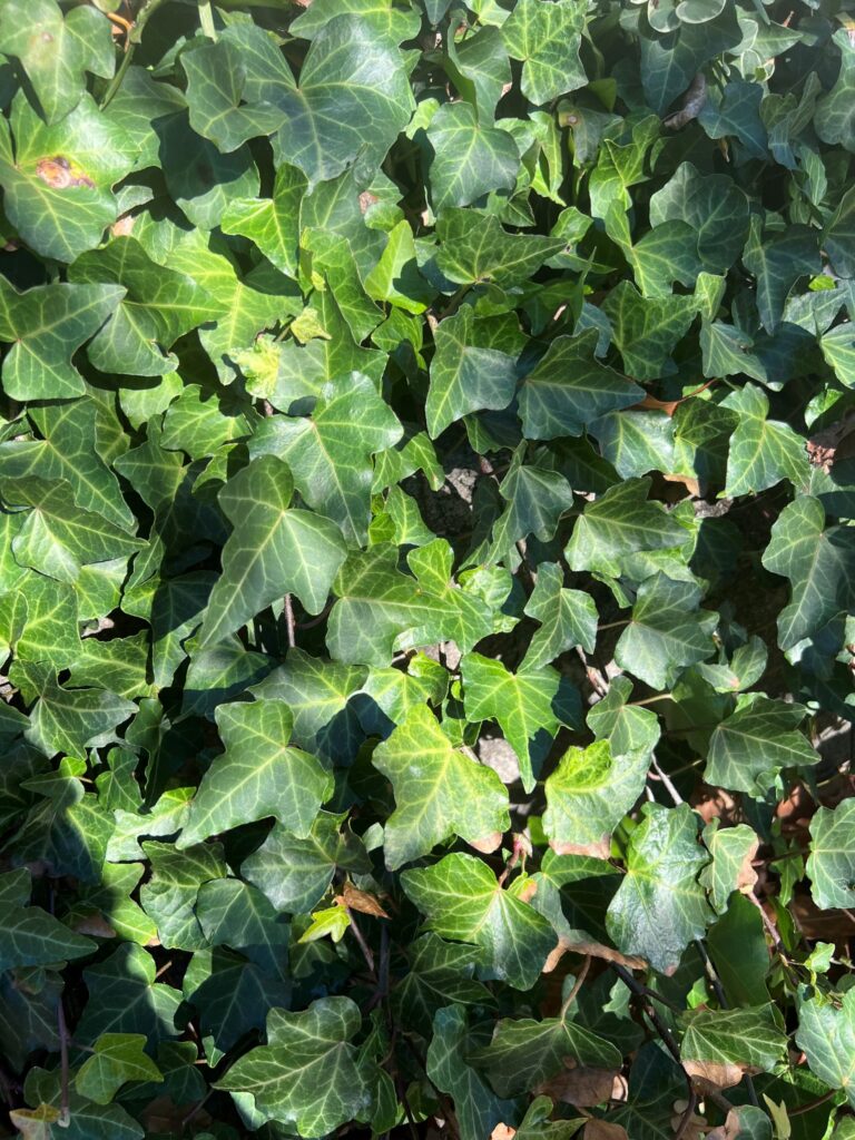 English Ivy