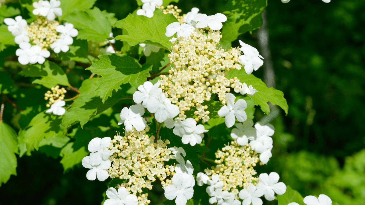 Flowering Shrubs and Small Trees