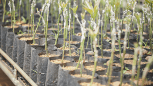 Grafting Fruit Trees
