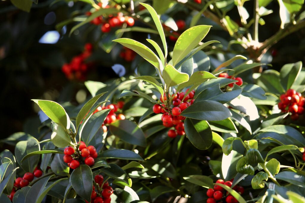 Holly berries