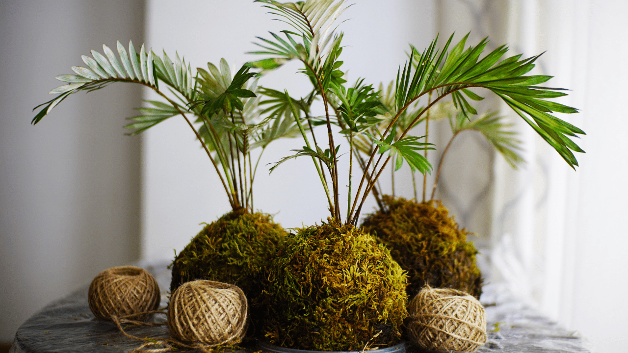 Kokedama