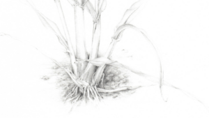 Millet roots, rendered in graphite by Judith Towers