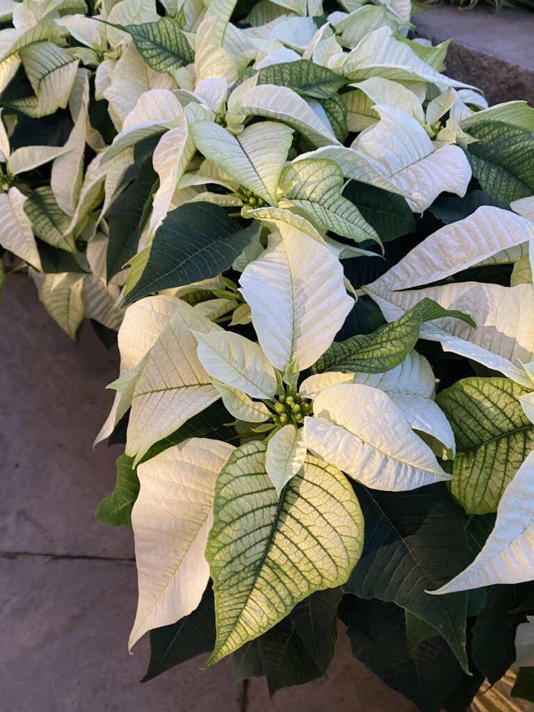 Cream colored poinsettias at Lewis Ginter Botanical Garden