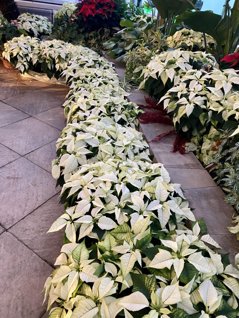 Poinsettias in the Lewis Ginter Botanical Garden Conservatory